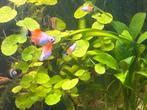 Platy Mickey red white top, Schoolvis