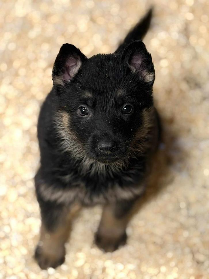 Mooie Duitse Herders Puppy’s, Dieren en Toebehoren, Honden | Herdershonden en Veedrijvers, Meerdere dieren, Herder, Fokker | Professioneel