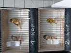 Kanaries glosters en rood Agaat