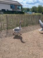 Steinbacher man, Dieren en Toebehoren, Pluimvee