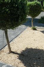 olijbomen, Tuin en Terras, Planten | Tuinplanten, Ophalen, Overige soorten