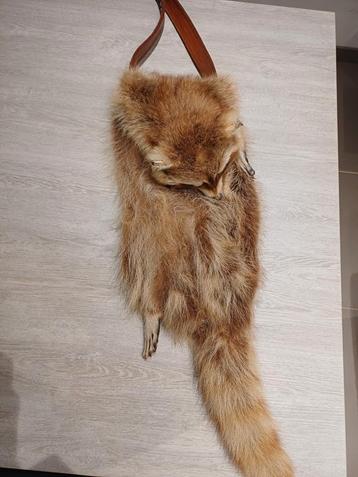 Taxidermie Wasbeer tas beschikbaar voor biedingen