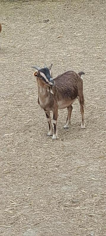 Super mooi mieke, Dieren en Toebehoren, Vrouwelijk, Geit, 0 tot 2 jaar