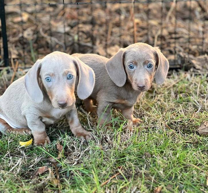 teckel pups,dwerg,isabella,2 teefjes en reutje, Dieren en Toebehoren, Honden | Teckels en Dashonden, Meerdere dieren, Korthaar