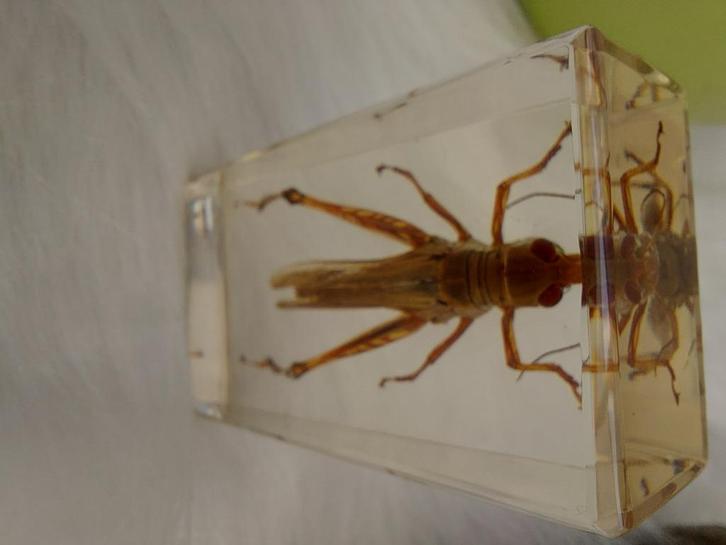Criquet brun d'australie, Collections, Collections Animaux, Neuf, Autres types, Insecte, Enlèvement ou Envoi