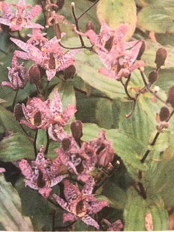 Kleine orchidee, Enlèvement, Plante fixe