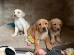 Echt in huis geboren labrador pups met beide ouders aanwezig, Dieren en Toebehoren, Honden | Retrievers, Spaniëls en Waterhonden