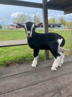 Uniek black en tan bokje, Mannelijk, Geit, 0 tot 2 jaar