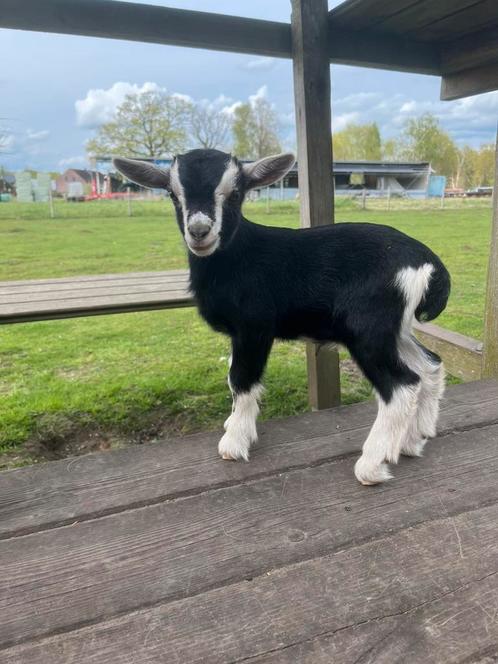 Uniek black en tan bokje, Dieren en Toebehoren, Schapen, Geiten en Varkens, Geit, Mannelijk, 0 tot 2 jaar