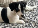 Jack russell Pups, Dieren en Toebehoren, België, Particulier, Jack Russell Terriër, CDV (hondenziekte)