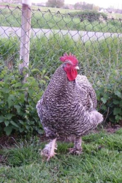Broedeieren Mechelse koekoek, Dieren en Toebehoren, Pluimvee, Kip, Geslacht onbekend