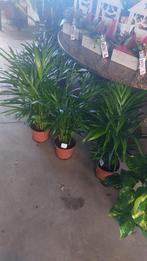 Planten verkoop, Jardin & Terrasse, Plantes | Jardin, Enlèvement