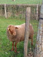 Mooie Ardense voskop ram ingeschreven in het stamboek Sle, Mâle, Mouton, 0 à 2 ans