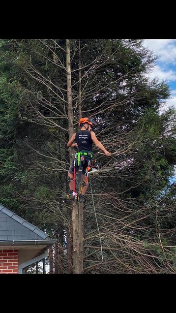 Professioneel kappen en snoeien van bomen beschikbaar voor biedingen