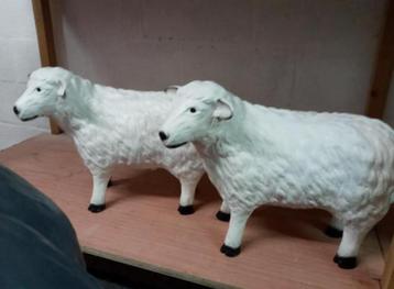 Lammetjes beschikbaar voor biedingen
