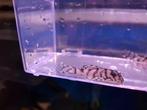 L236SW +/-5cm, Dieren en Toebehoren, Vissen | Aquariumvissen, Vis, Zoetwatervis