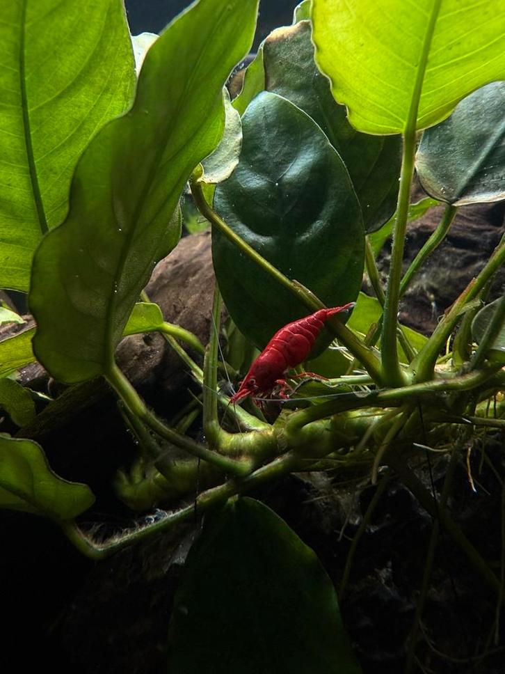 Rode vuurgarnaaltjes €1/stuk, Dieren en Toebehoren, Vissen | Aquariumvissen, Kreeft, Krab of Garnaal