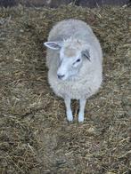 schapen ooi, Dieren en Toebehoren, Schapen, Geiten en Varkens, Vrouwelijk, Schaap, 0 tot 2 jaar