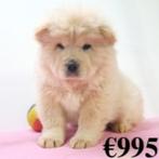 Chow Chow - pups te koop (Belgisch), Dieren en Toebehoren, Honden | Poolhonden, Keeshonden en Oertypen, CDV (hondenziekte), Meerdere