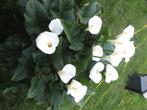 witte aronskelk, Tuin en Terras, Planten | Tuinplanten, Halfschaduw, Vaste plant, Lente, Ophalen