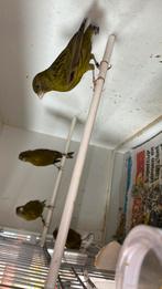 Kanaries kobalt groen, Dieren en Toebehoren, Vogels | Kanaries