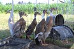 Indische loopeenden, Meerdere dieren, Eend