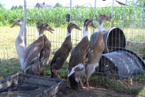 Indische loopeenden, Dieren en Toebehoren, Pluimvee, Eend, Meerdere dieren