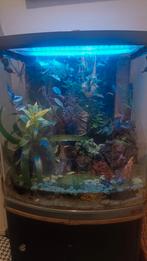 Terrarium complète + mueble + crabes