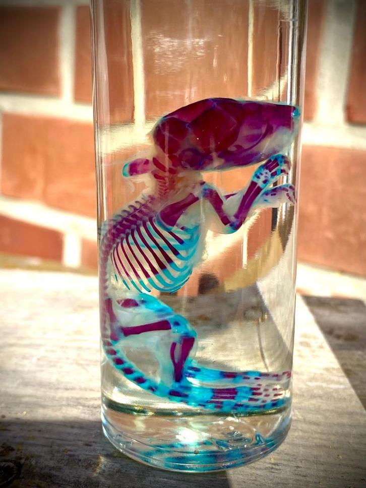 Rariteitenkabinet Diaphonizatie-Wet Specimen-Taxidermie, Verzamelen, Dierenverzamelingen, Nieuw, Opgezet dier, Overige soorten