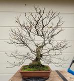 Ulmus procera bonsai, Enlèvement, En pot