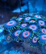 Zoanthus Eagle Eye koraal zeeaquarium, Dieren en Toebehoren