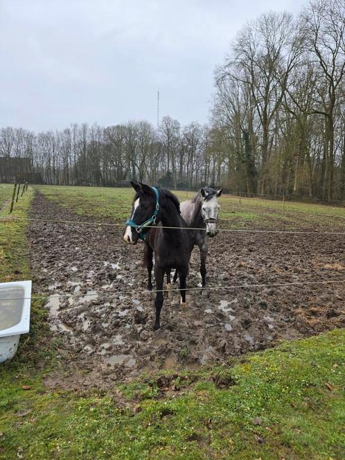 Talentvolle dressuurmerrie, Dieren en Toebehoren, Paarden, Merrie, Zadelmak