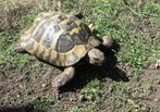 3 Griekse schildpadden, Animaux & Accessoires, Reptiles & Amphibiens, Tortue, 3 à 6 ans