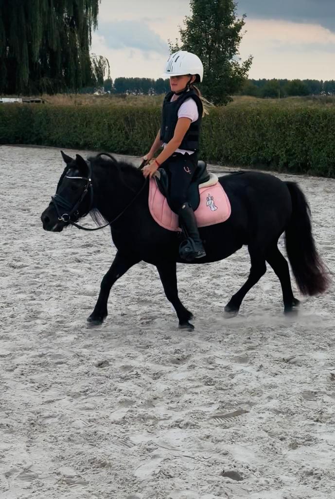 Super lieve kinderpony shetlander merrie, Dieren en Toebehoren, Pony's, Merrie, Zadelmak, A pony (tot 1.17m), Recreatiepony, 11 jaar of ouder