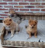 Keeshondjes, Loulou, Chien (mâle), Belgique, 8 à 15 semaines