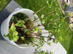 Stekjes Hortensia, Halfschaduw, Zomer, Vaste plant, Ophalen of Verzenden