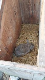 2 rammelaars gratis, Mannelijk, Middelgroot, 0 tot 2 jaar