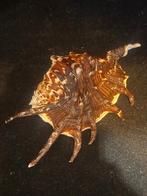 Zeeschelp, Strombidae, Ophalen