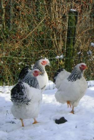Wyandotte kriel, Dieren en Toebehoren, Pluimvee, Kip, Meerdere dieren