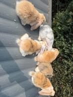 Franse hangoor rammetjes, Dieren en Toebehoren, Konijnen, Mannelijk, Groot, Hangoor, 0 tot 2 jaar