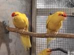 Broedrijp koppel geel kakariki´s, Animaux & Accessoires