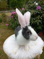 Duitse reus ram, Mannelijk, Groot, 0 tot 2 jaar