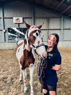 Bonte jaarling, Animaux & Accessoires, Chevaux, Hongre, 160 à 165 cm, Vermifugé, 0 à 2 ans