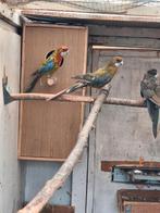 Koppel rosella, Dieren en Toebehoren