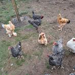 Mechelse koekoek hanen, Dieren en Toebehoren, Pluimvee