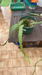 Epiphyllum plant. Knebels Liebling. Mooie plant nr17W(iknr13, Huis en Inrichting, Kamerplanten, Bloeiende kamerplant, Ophalen