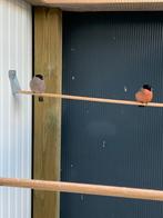 Koppel overjaarse goudvinken, Dieren en Toebehoren, Meerdere dieren, Wildzangvogel