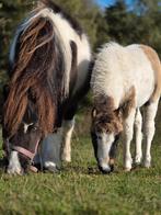 NMPRS AMHA merrie, Animaux & Accessoires, Poneys, Poney de récréation, Poney A (jusqu'à 1.17 m), Ne s'applique pas, Avec pedigree