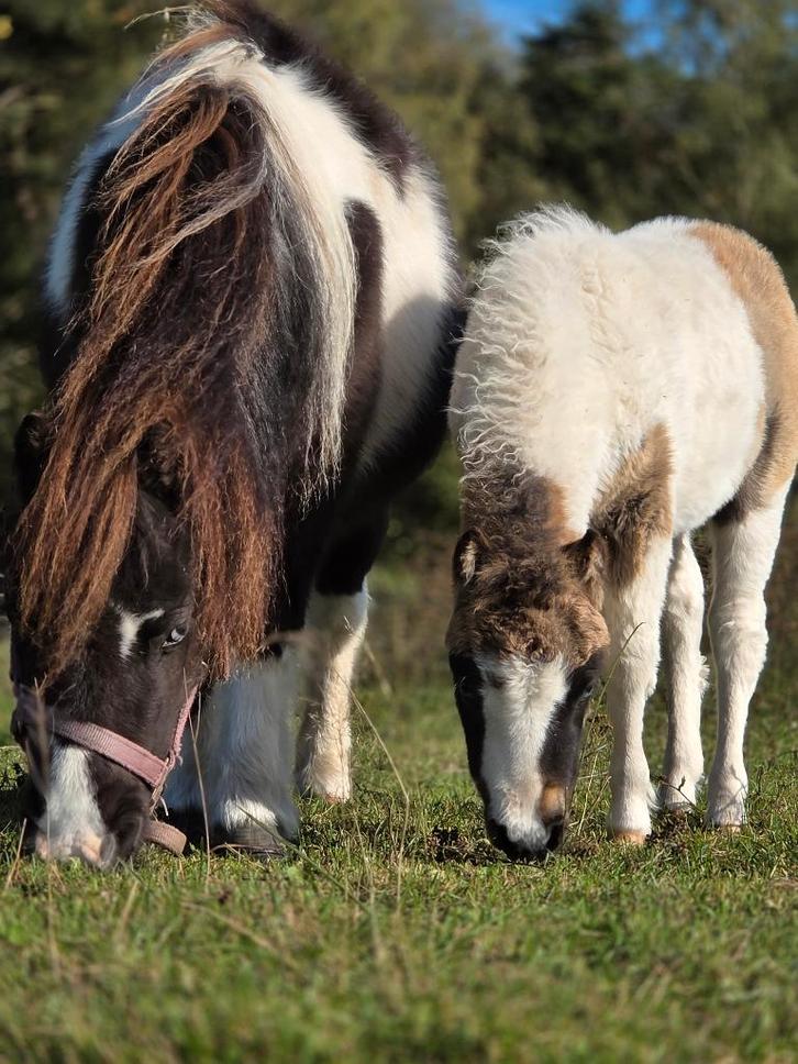 NMPRS AMHA merrie, Animaux & Accessoires, Poneys, Jument, Ne s'applique pas, Poney A (jusqu'à 1.17 m), Poney de récréation, 3 à 6 ans