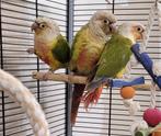 3 conure + grande cage, Ophalen of Verzenden
